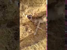 Suruye Saldiran Kurdu Kangallar Fena Hirpaladi Youtube