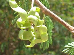 Image result for Dichrostachys