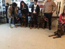 During camp, pups live in a loving home environment with a professional instinct puppy raiser to work on your puppy training goals. Dog School Nyc Dog Training Certification Program Nyc Dog Schools Ny