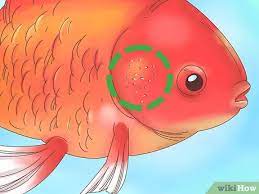 How To Tell If A Goldfish Is Pregnant 8 Steps With Pictures