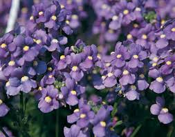 Image result for Nemesia fruticans
