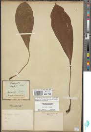 Image result for Tetracera boiviniana