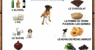 Les 10 Aliments Les Plus Toxiques Pour Les Chiens Que Tout Proprietaire De Chien Doit Connaitre Avec Images Aliments Dangereux Pour Les Chiens Alimentation Chien Proprietaires De Chiens
