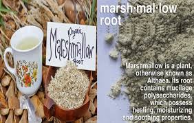 Research from 2011 found that marshmallow flower. 5 Unbelievable Benefits Of Marshmallow Roots