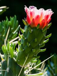 Resultado de imagen para austrocylindropuntia subulata flor