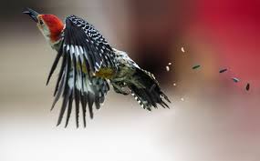 Illinois Woodpecker In Flight With Seeds Flying Beautiful Birds Woodpecker Bird Photography