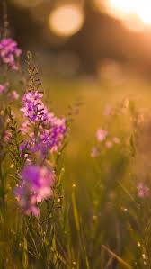 Purple Flowers Iphone 5s Wallpaper Download Iphone Wallpapers Ipad Wallpapers One Stop Download Ipad Wallpaper Iphone 5s Wallpaper Nature Photography