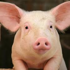 Image result for pig