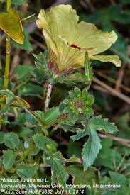 Image result for Hibiscus surattensis