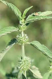 Image result for Leucas martinicensis