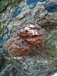 Image result for Globimetula kivuensis