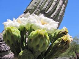 It depends on how severe the winter is. Wildflowers May Be Fading But Cactus Blooms Fill The Void In Tucson Area Local News Tucson Com