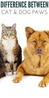 Check spelling or type a new query. Cat Paw Print Vs Dog Paw Print What S The Difference