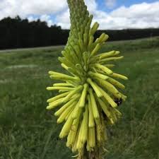 Image result for Kniphofia grantii