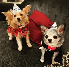 Dumb friends league is an animal shelter in colorado that rescues animals & offers pet adoption, veterinary services & more. Dog About Town Raising A Glass And More Things To Do With Your Pooch
