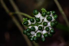 Image result for Clerodendrum schweinfurthii