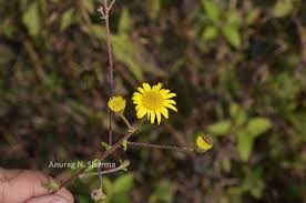 Image result for Pentanema indicum