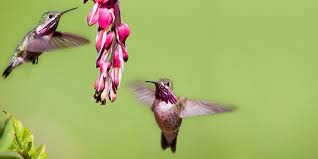 A good plant distribution promotes peace among the angels from on high. 20 Ways To Keep Hummingbirds Coming Back Wild About Birds