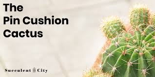 He starts of with a history of discovery then. Mammillaria The Pincushion Cactus All About It