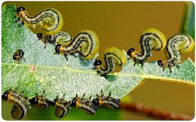 Tom spencer and drew demler pick apple and fig varieties for small gardens. Natural Pest Control Remedies Organic Solutions For Garden Pests