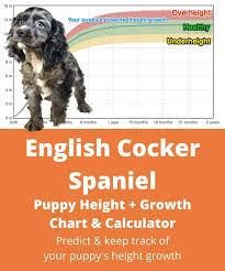 We did not find results for: English Cocker Spaniel Height Growth Chart How Tall Will My English Cocker Spaniel Grow The Goody Pet