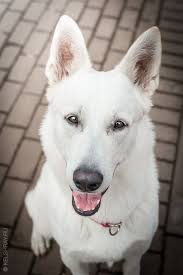 White Swiss Shepherd Short Haired White German Shepherd White Swiss Shepherd White Shepherd