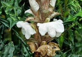 Image result for Acanthus montanus