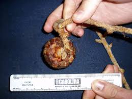 Image result for Thonningia