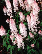 Shop perennial flower seeds and plants from the most trusted name. Long Acre Plants