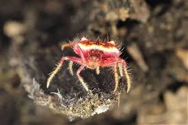 Image result for Poecilostachys