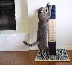 Exactly the same story, i thought i was paying for the cactus cat scratcher (for our cats xmas present) and got 2 pieces of rope 2 months later. 10 Purrfect Diy Cat Scratchers Pawsify