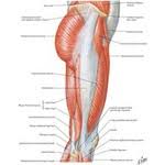 The bottom part provides space to draw pictures of activities that use the muscles shown. Muscles Of Hip And Thigh Lateral View
