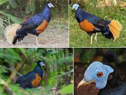 Ayam Hutan Sempidan