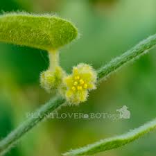 Image result for Cocculus hirsutus