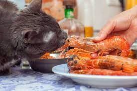 Can Cats Eat Shrimp 3 Best Benefits Revealed