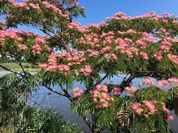 The mimosa tree can grow 20 to 35 feet tall. Albizia Julibrissin Wikipedia