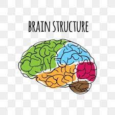 Brain Structure Nervous System Anatomy Human Scheme Medicine Vector Illustration Brain Clipart Brain Structure Png And Vector With Transparent Background For Brain Structure Nervous System Anatomy Nervous System