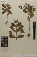 Image result for Aeollanthus suaveolens