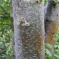 The oak leaf mountain ash however, grows slowly forming a compact, spherical crown. American Mountainash Tree On The Tree Guide At Arborday Org