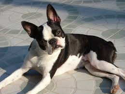 They are in our house on the living room rug. Boston Terrier Puppies Why A Boston May Be Perfect For You