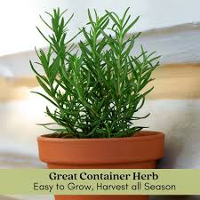 Image result for rosemary container