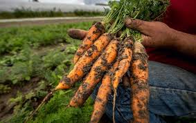 Discover the best vitamin c supplements in best sellers. Dirt Poor Have Fruits And Vegetables Become Less Nutritious Scientific American