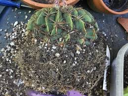 You don't need to worry about accidentally pricking yourself while you move your cactus protect yo'self while repotting a cactus. Cactus Repot Advice