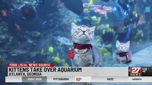 Big cat rescue is working to reduce the spread of the coronavirus in many ways. Atlanta Humane Society Takes Kittens To Visit The Georgia Aquarium Abc27