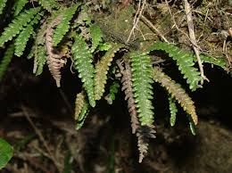 Image result for Lellingeria