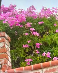 Image result for Podranea