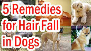 There is little that can be done to prevent alopecia, but it is important to monitor your pet for any skin issues that may cause hair loss. 6 Tips To Help Your Dog When He S Loosing Fur Tractive