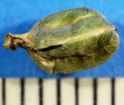 Image result for Commelina subulata