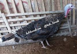 Ayam Kalkun Bronze Indukan Betina Pesanan Bapak Daud Di Bandung Kalkunbronze Kalkun Kalkunroyalpalm Kalkunblack Kalkunblackspannish Kal Banten Paks Girly