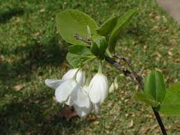 Image result for Halesia